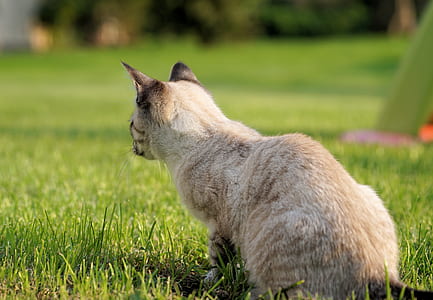brown Siamese cat on grass thumbnail