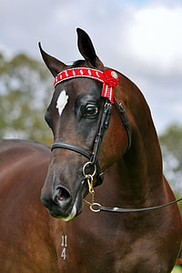 close-up photo of brown stallion horse thumbnail