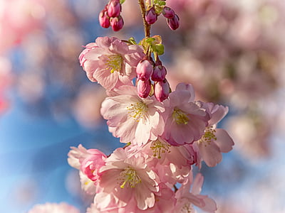 closeup photo of pink cherry blossoms thumbnail