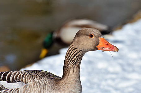 selective focus photo of brown duck thumbnail