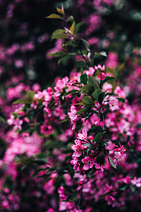 Lovely pink flowers blooming from the tree branches thumbnail