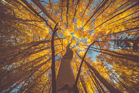 brown tree trunk during daytime thumbnail