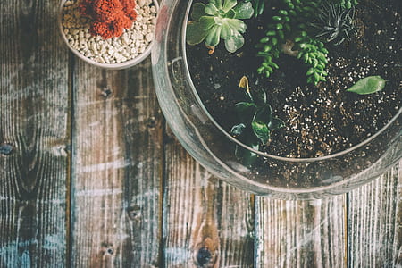 Aerial Photography of Green Potted Plant thumbnail