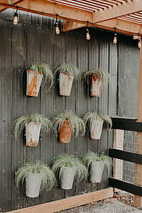 green potted plants hanging on wall thumbnail