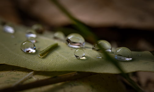macro photography of water droplets on leaf thumbnail