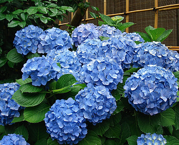 hydrangea flowers thumbnail