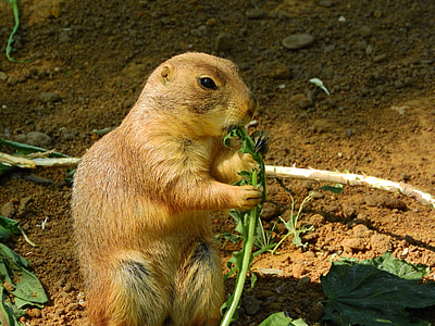 Black-Tailed Prairie Dog thumbnail