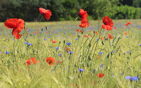 red poppy flowers in bloom at daytime thumbnail