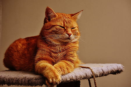 short-fur brown tabby cat on gray cat tree thumbnail