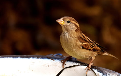 brown bird perching on white bowl thumbnail
