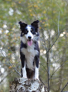 tilt shift focus photography of border collie on outdoors thumbnail