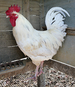 white rooster thumbnail