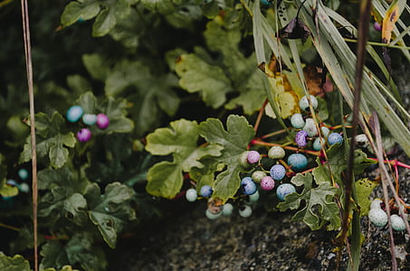 close-up photo of green leaf plant thumbnail