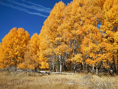 orange leaf tree lot during daytime thumbnail
