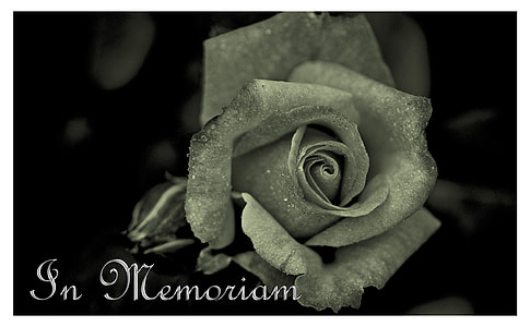 gray rose poster thumbnail