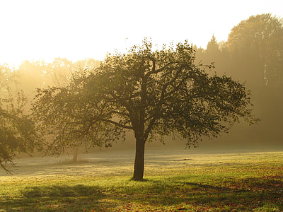 green tree surrounded by grass thumbnail