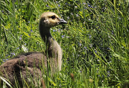 gray duckling on grass during daytime thumbnail