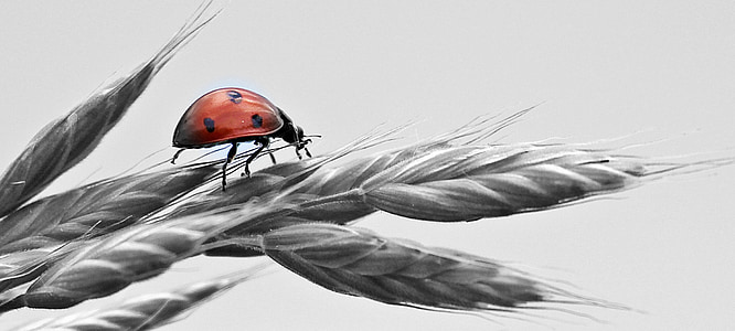 ladybug on gray wheat painting thumbnail