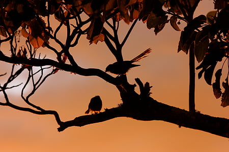 two birds perched on tree branch thumbnail