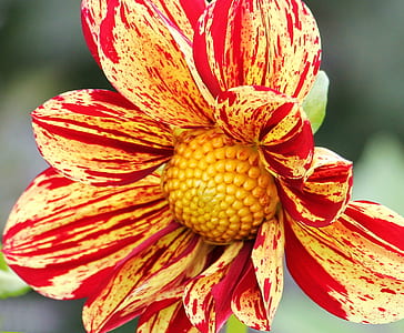 close-up photo of yellow and red Collarette dahlia flower thumbnail