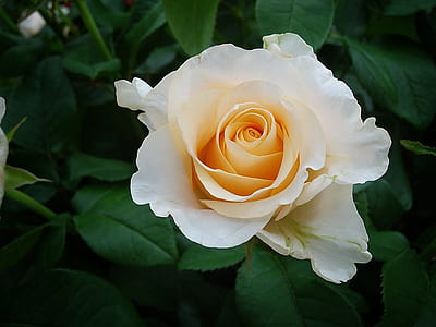 closeup photo of white and beige rose thumbnail