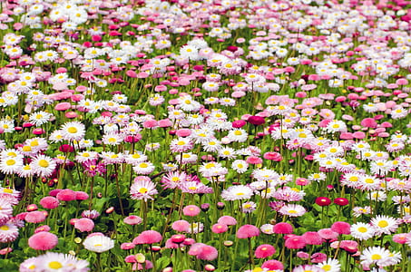 white and pink petaled flowers thumbnail
