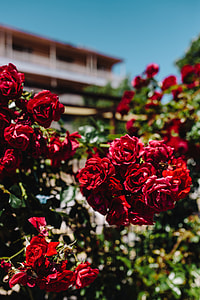 Roses of Bulgaria thumbnail