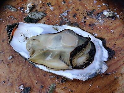 cracked shell above wooden surface thumbnail