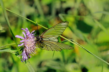 selective focus of butterfly on pink petaled flower thumbnail