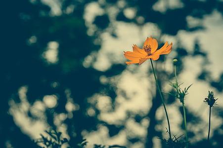 orange coreopsis flower in selective focus photography thumbnail