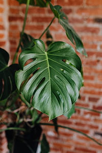 Green leaves of Monstera plant growing at home thumbnail