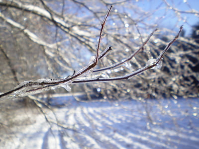 close-up photo of brown tree branch coated with snow thumbnail