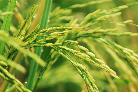 selective focus photograph of rice plant thumbnail