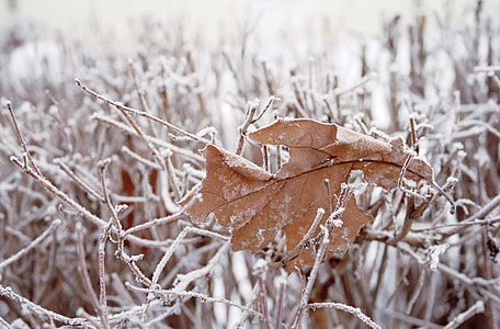 closeup photography of dried leaf on top of twig thumbnail