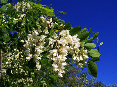 white flowers thumbnail