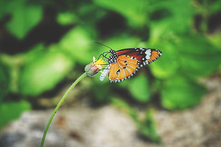 selective focus photography of brown and orange butterfly thumbnail