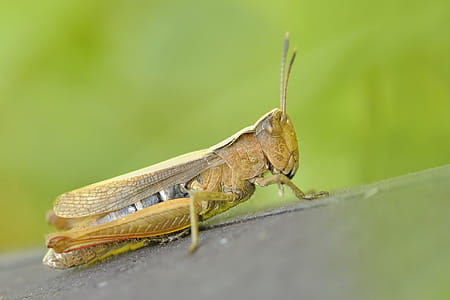 Green and Brown Grasshopper thumbnail
