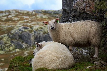 two sheep on green grass thumbnail