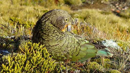 Kea Mountain Parrot sitting thumbnail