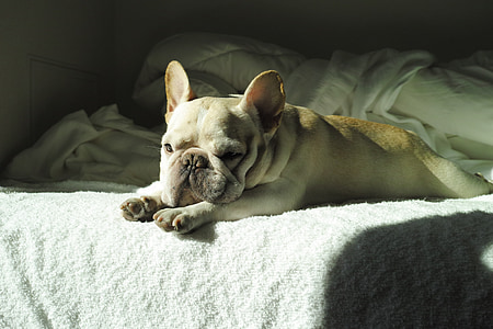 adult fawn French bulldog lying on white mat thumbnail