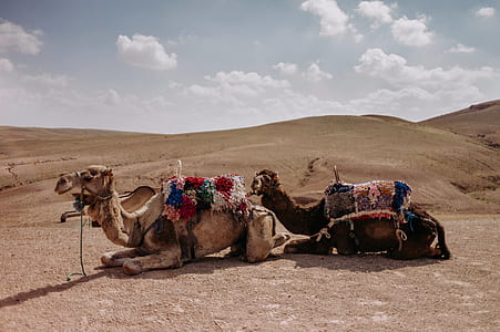 two camels lying on gray sand under blue and white cloudy sky thumbnail
