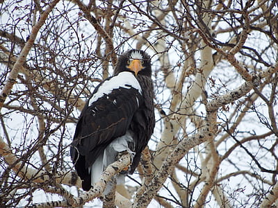 black and white bird perched on tree branch at daytime thumbnail