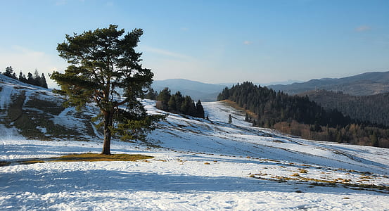 green tree on snow covered ground at daytime thumbnail