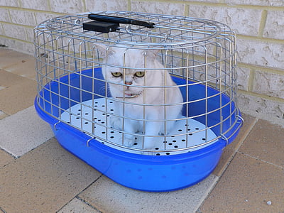 white cat thumbnail