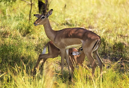 brown deer standing on green grass thumbnail