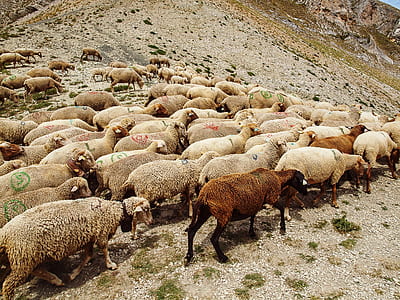 herd of brown sheep on hill during daytime thumbnail