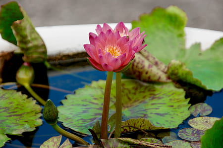 purple lotus leaf thumbnail