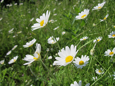 Anthemis Arvensis, Corn Chamomile thumbnail