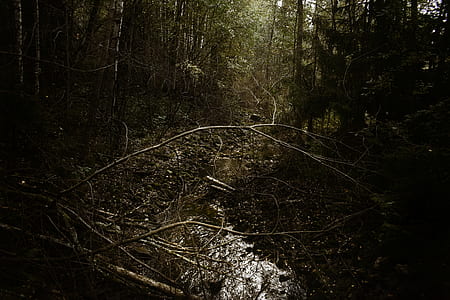 branch in forest thumbnail