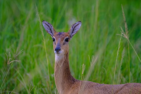Selective Focus Photo Of Deer thumbnail